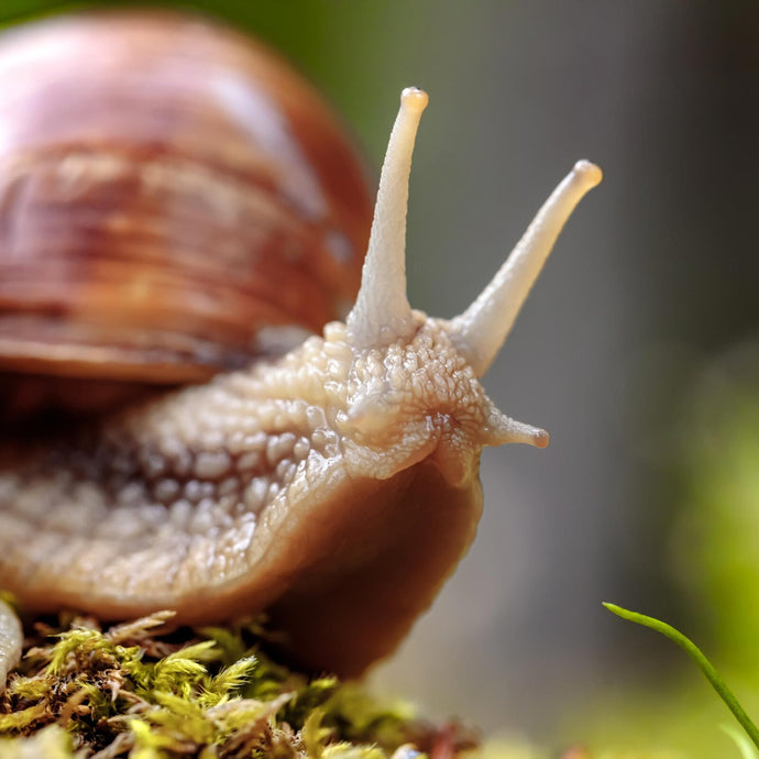 Siero Viso di lumaca, Elisir di bellezza